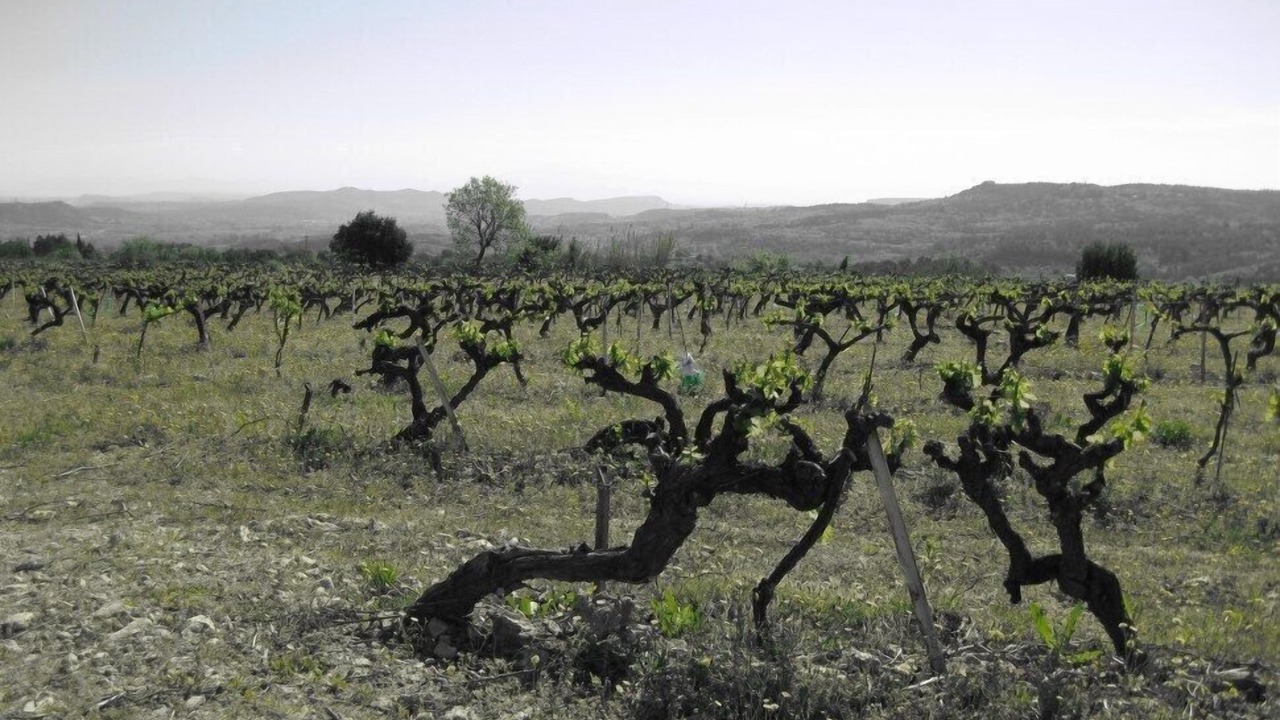 Photo of Outdoor in Saint-Andre-d'Olerargues