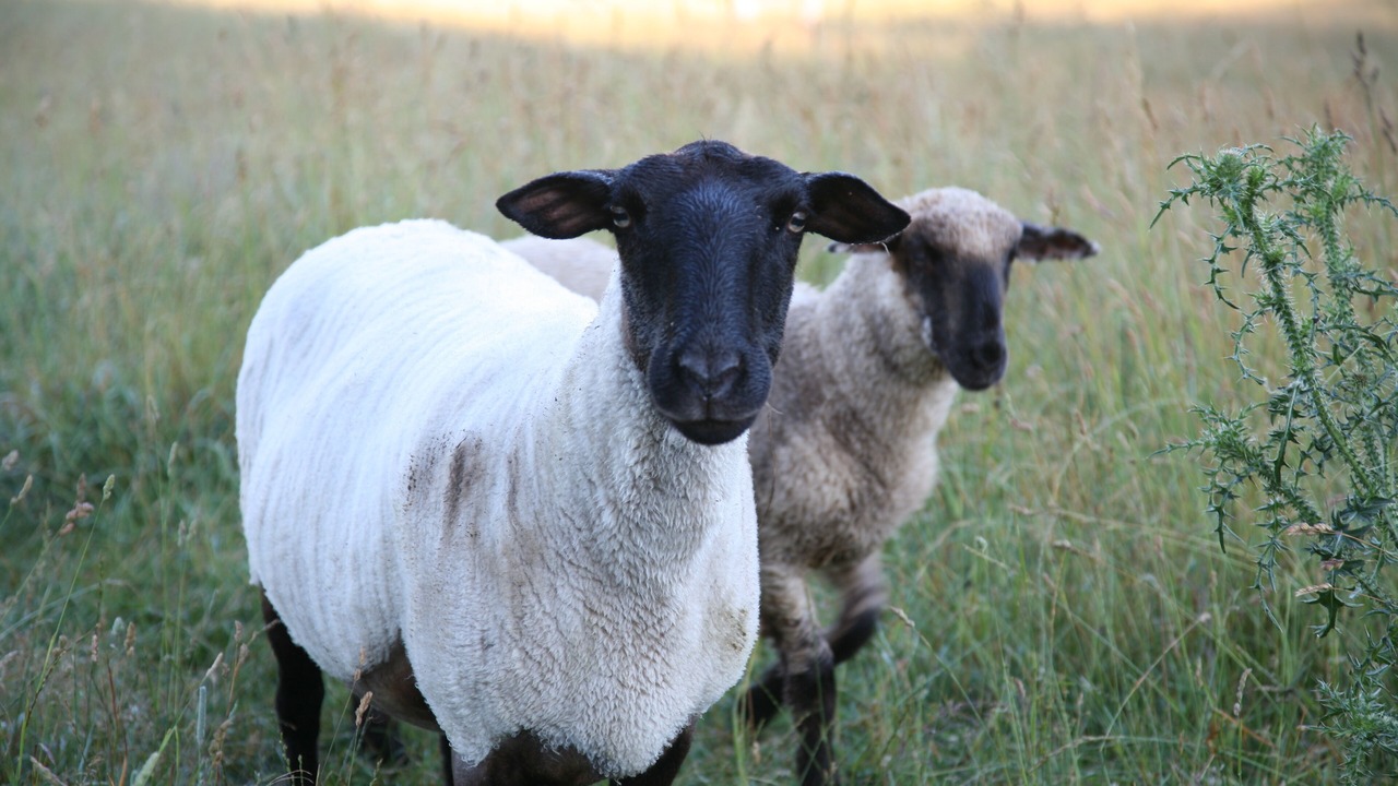 Photo of Others in Blue Grass