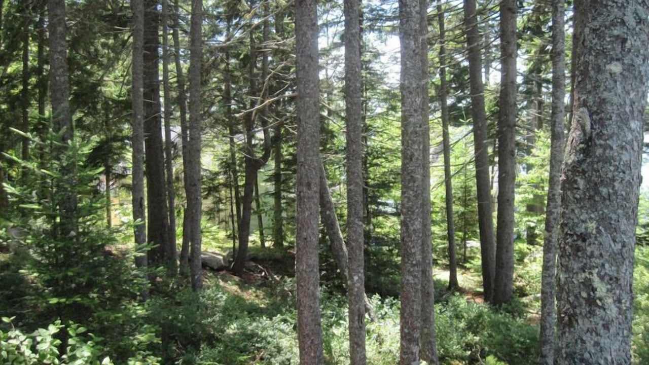 Photo of Others in Waldoboro