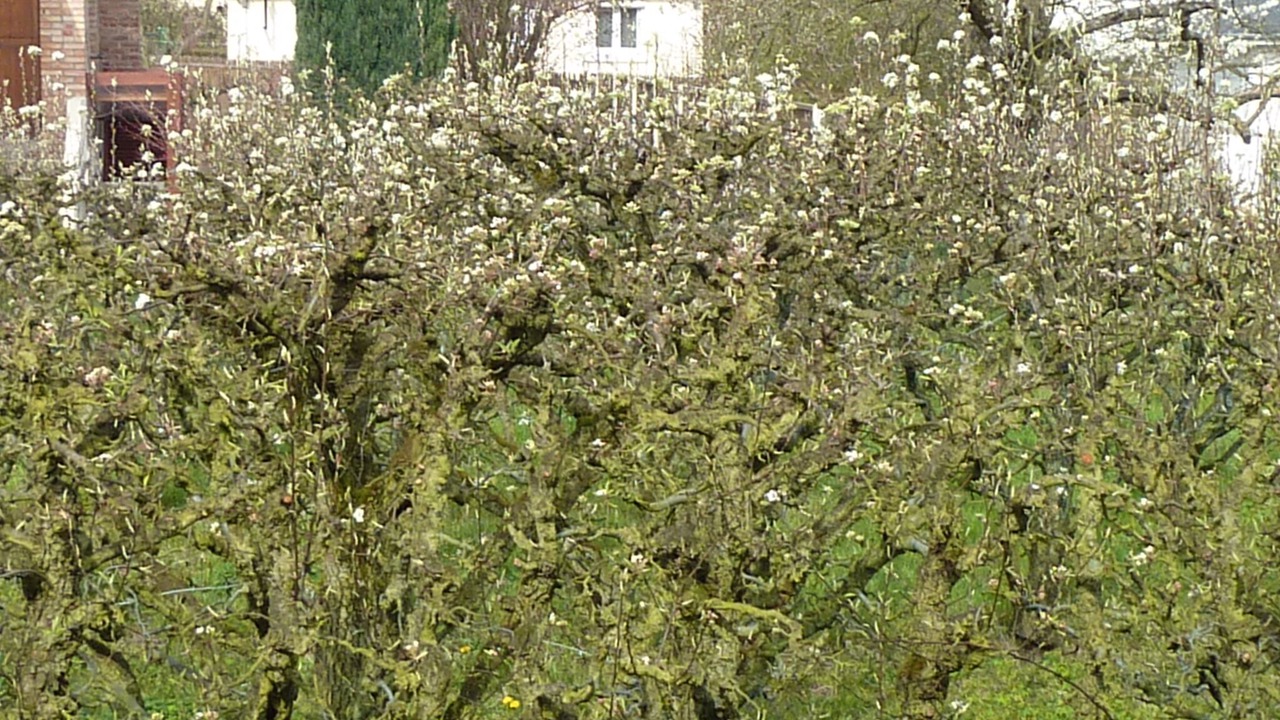 Photo of Outdoor in Marly-le-Roi