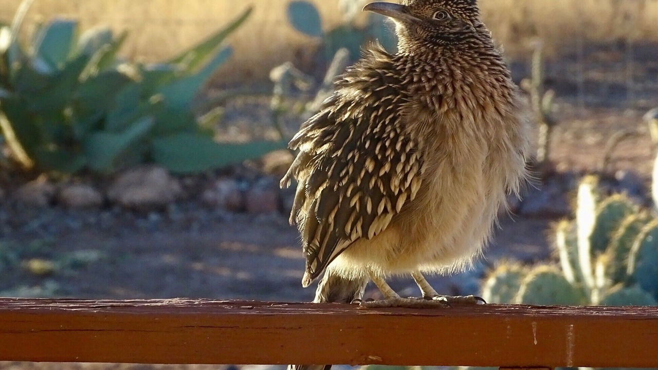 Photo of Others in Cochise County