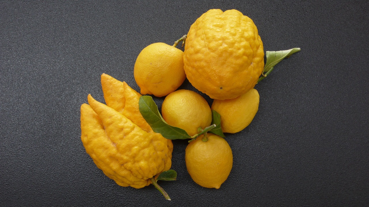 Photo of Others in Sollacaro