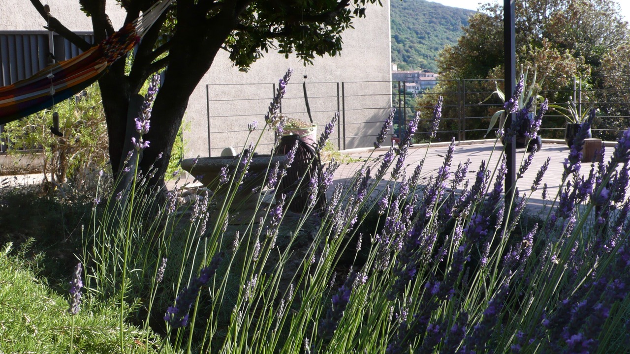 Photo of Outdoor in Sollacaro