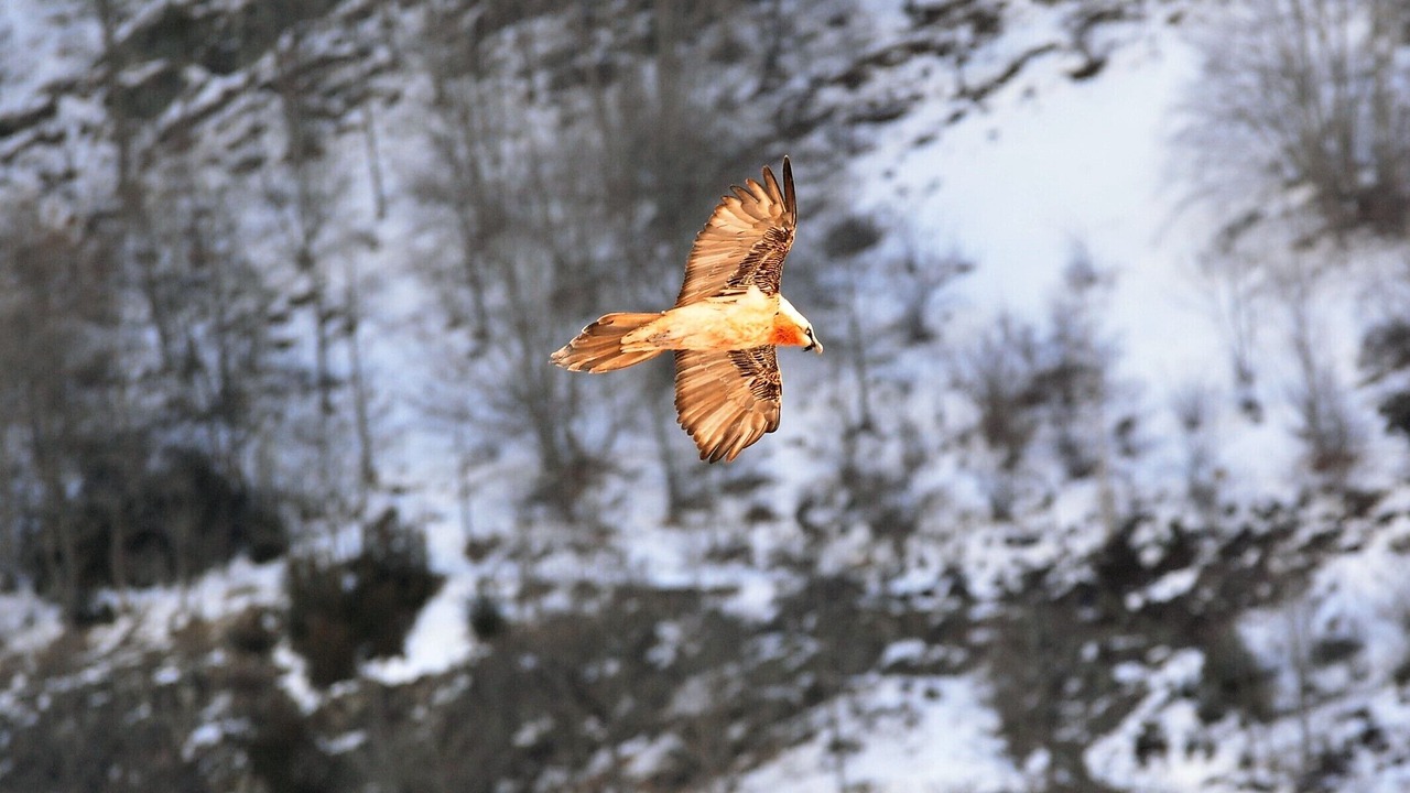 Photo of Others in Gedre