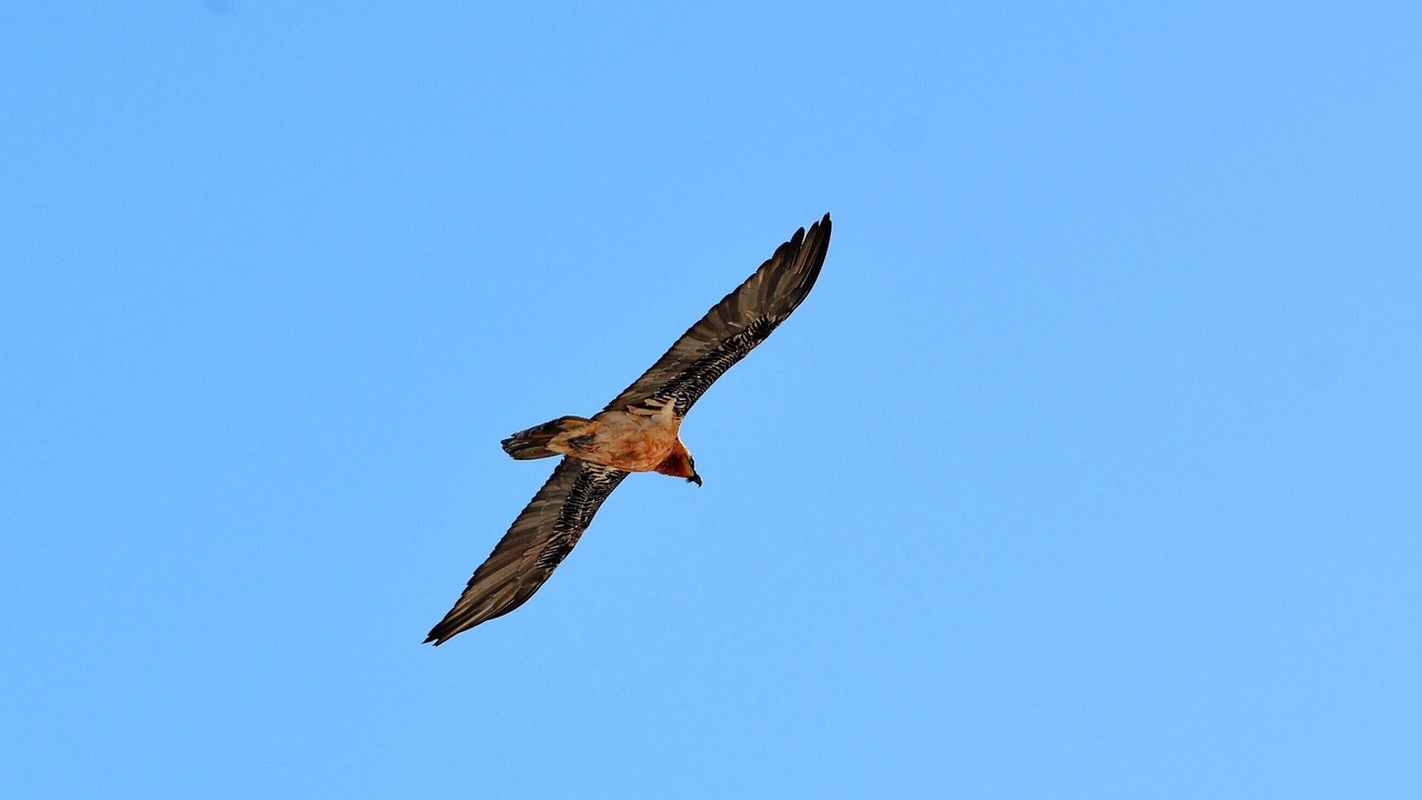 Photo of Others in Gedre