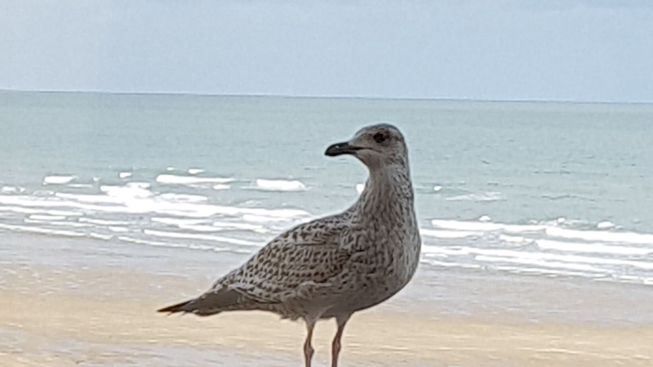 Photo of Others in Blonville-sur-Mer