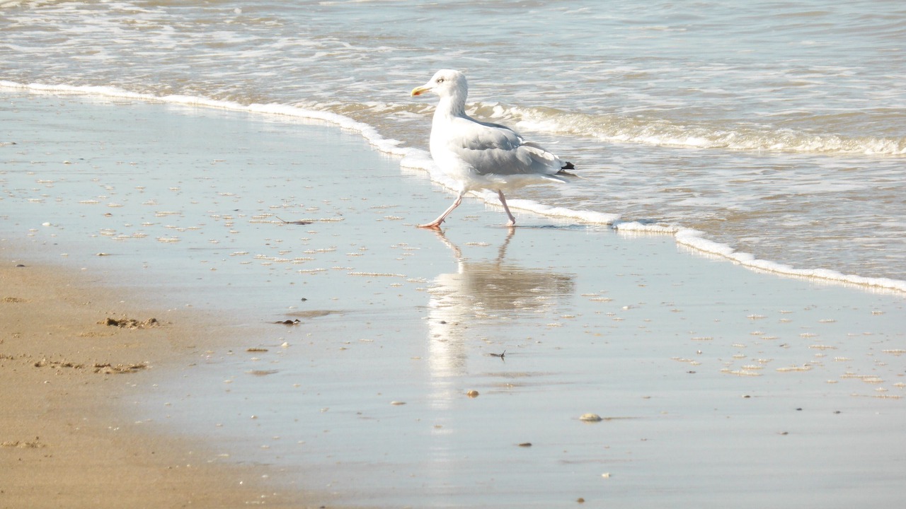 Photo of Others in Blonville-sur-Mer