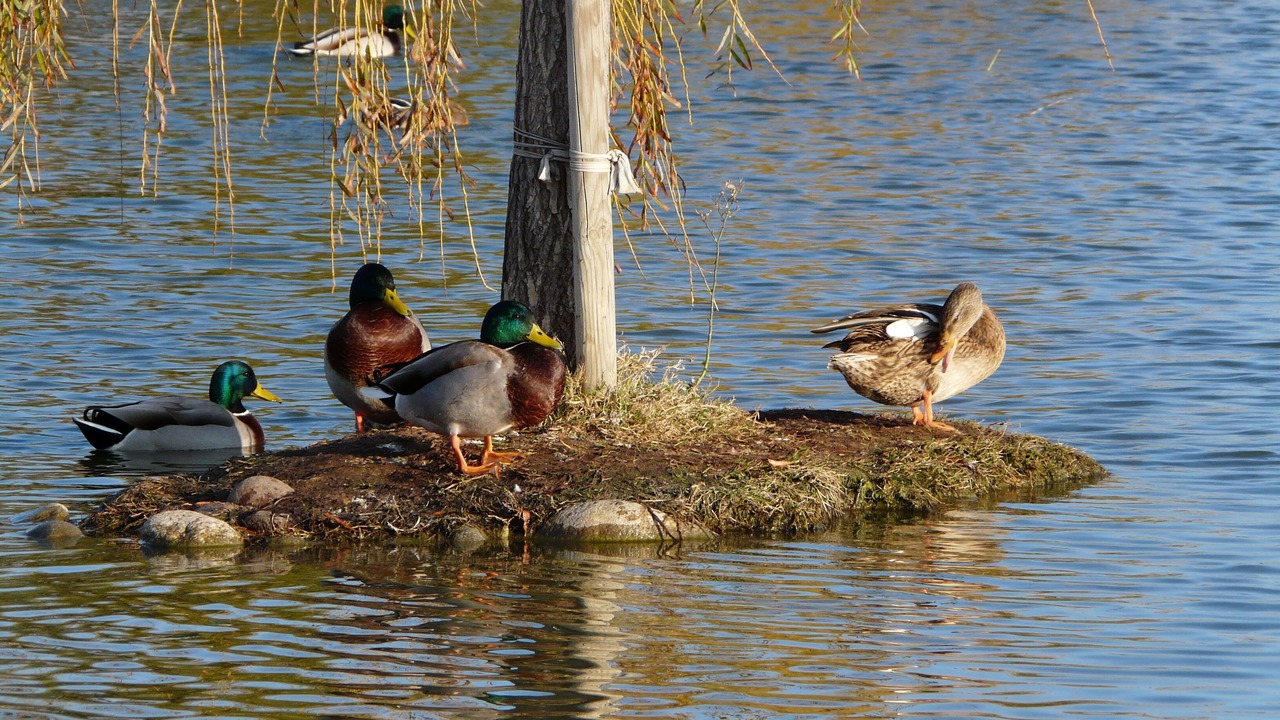 Photo of Others in Alenya