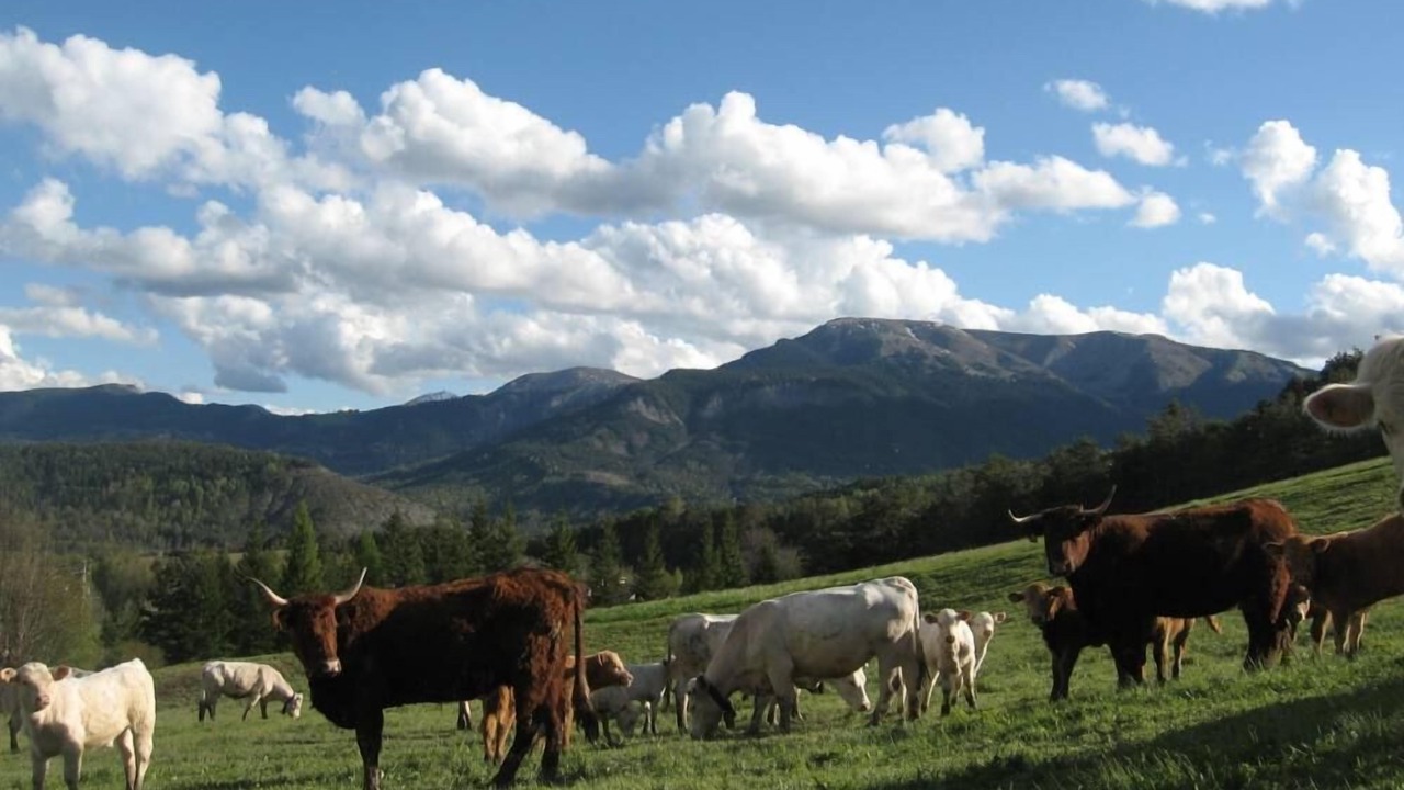 Photo of Others in Montclar