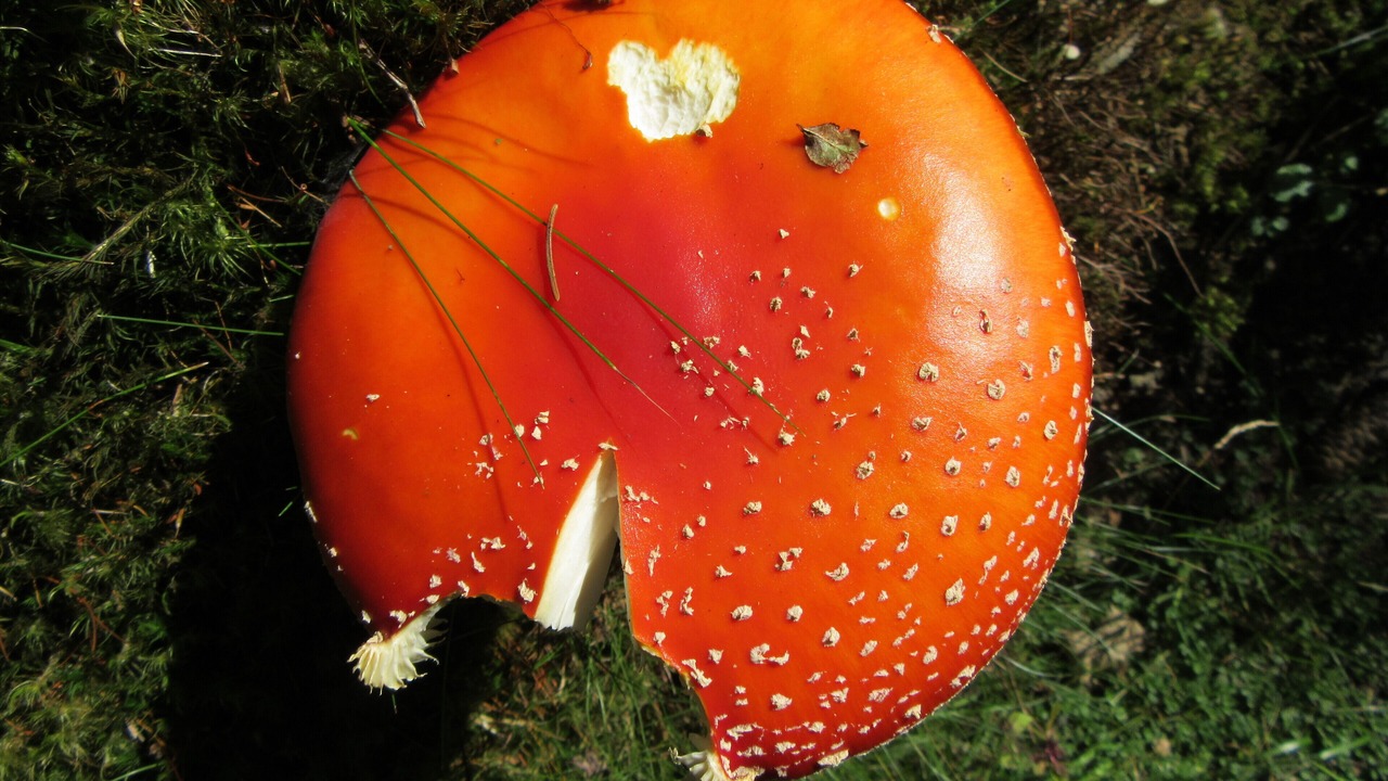 Photo of Outdoor in Megeve