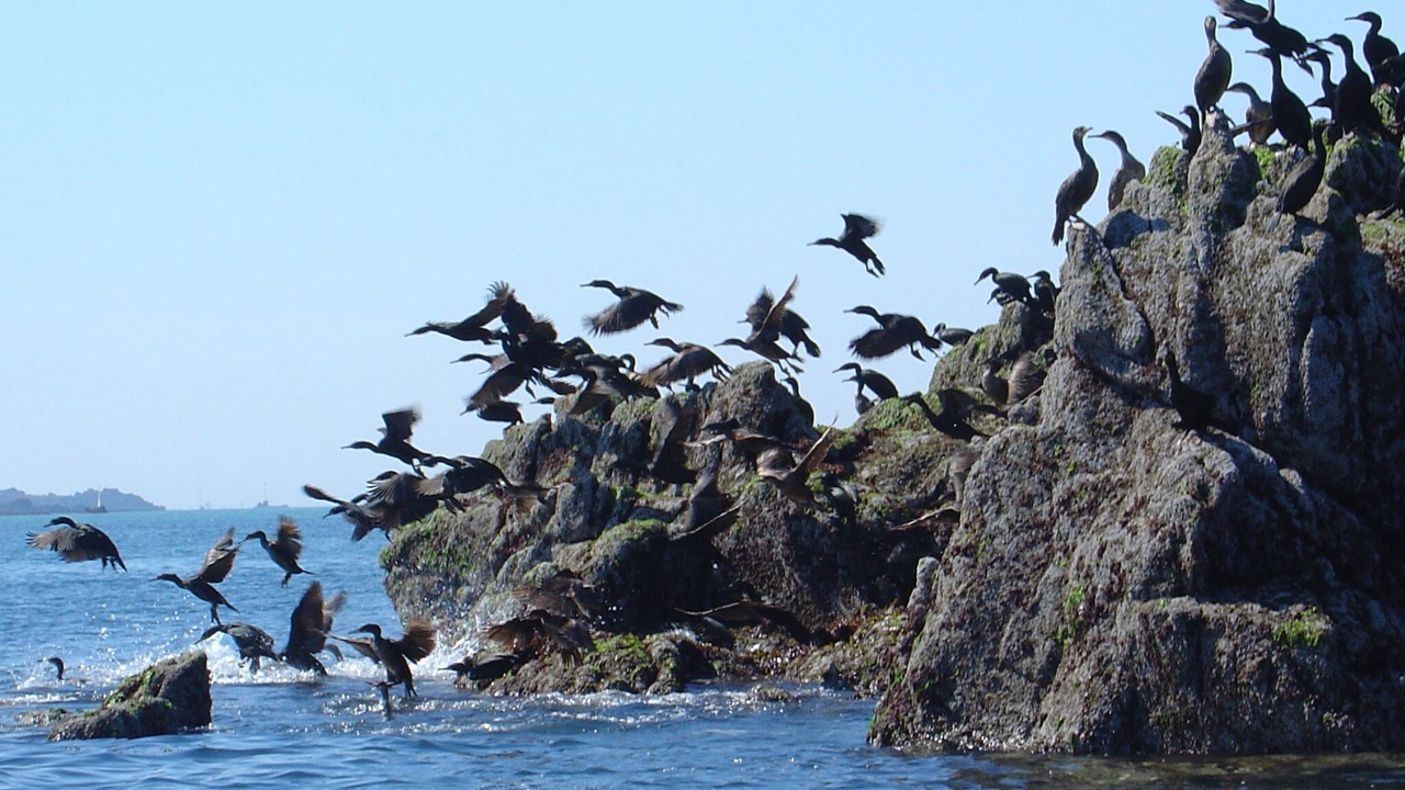 Photo of Others in Saint-Martin de Brehal