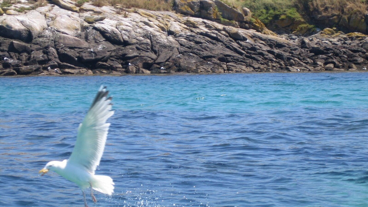 Photo of Others in Saint-Martin de Brehal