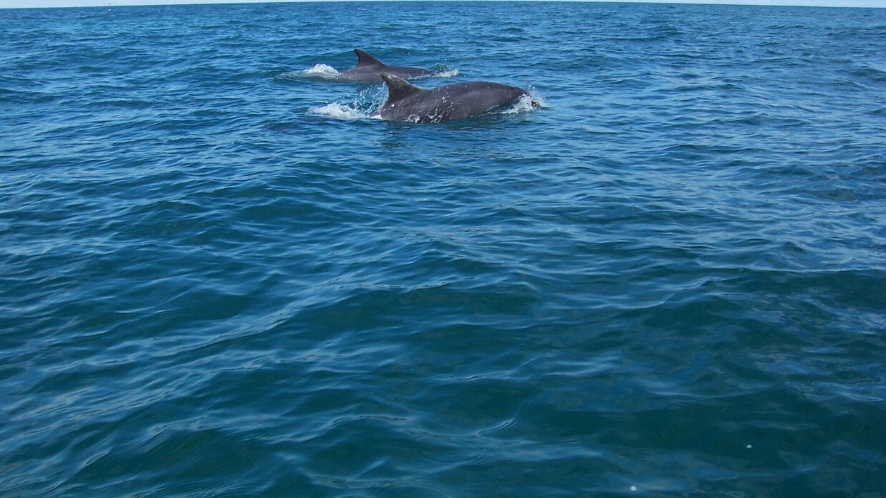 Photo of Others in Saint-Martin de Brehal