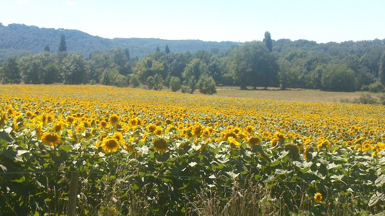 Photo of Outdoor in Tursac