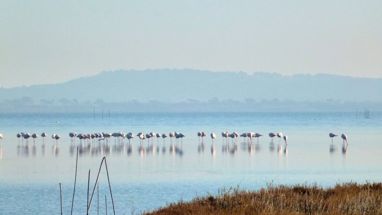 Photo of Others in Peyriac-de-Mer