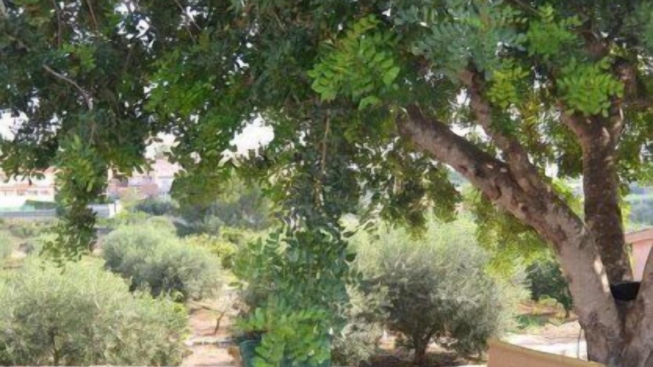 Photo of Others in Roda de Bara