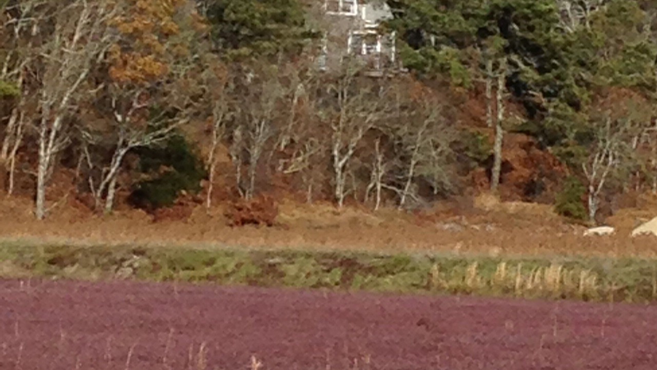 Photo of Others in West Chatham