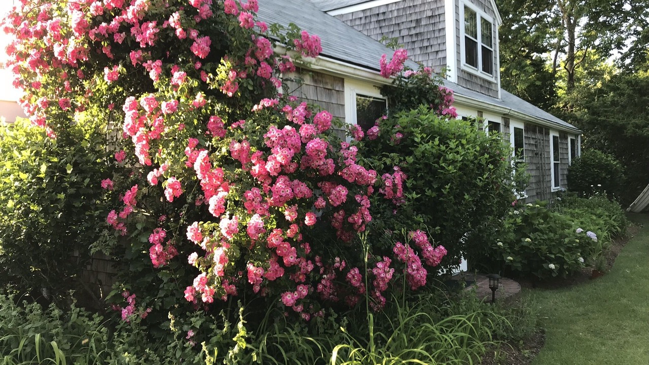 Photo of Others in Monomoy