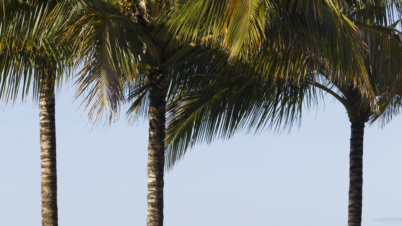 Photo of Others in Pauwela