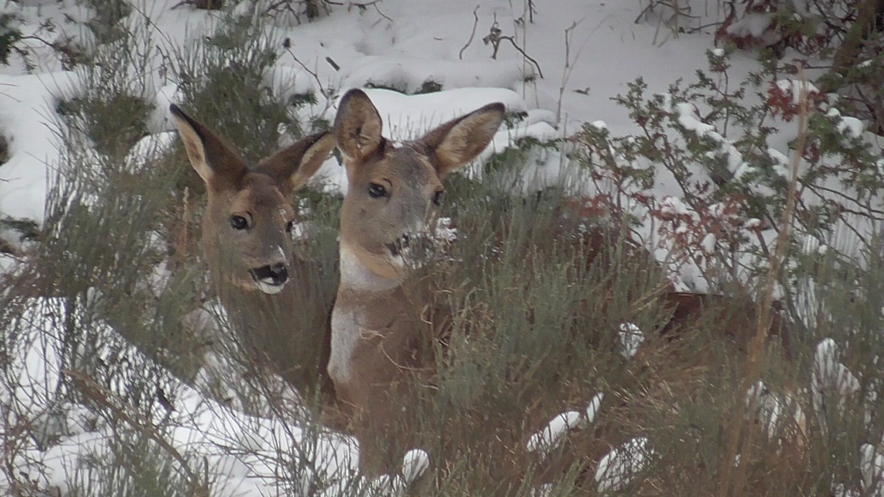 Photo of Others in Formigueres