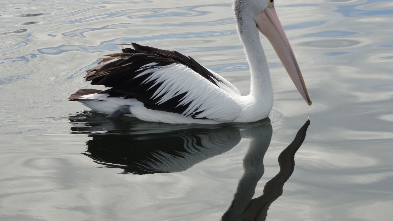 Photo of Others in Queenscliff