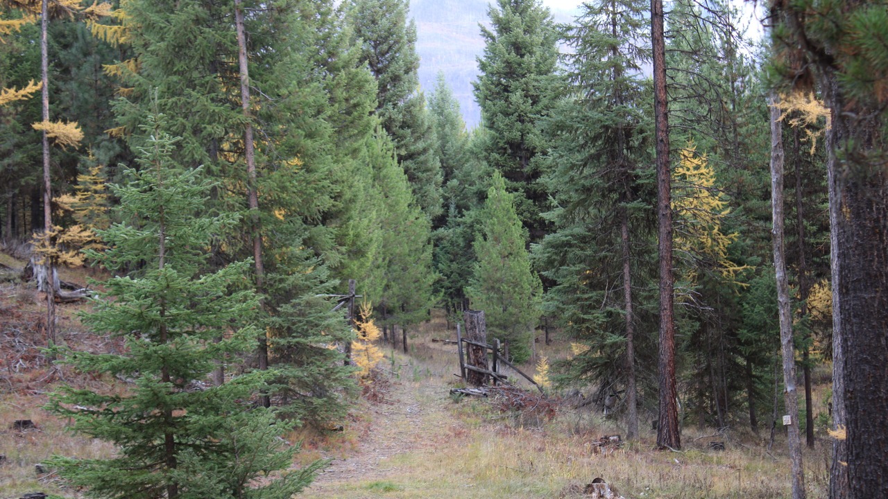 Photo of Outdoor in Condon