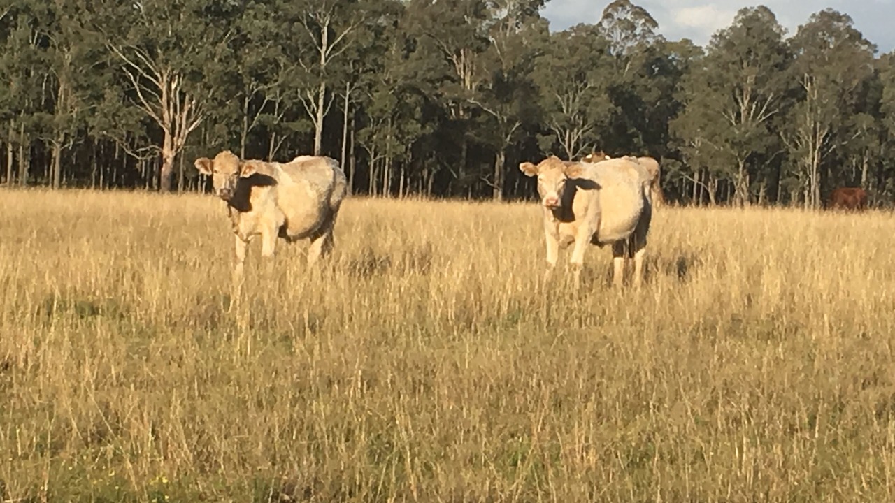 Photo of Outdoor in Pokolbin