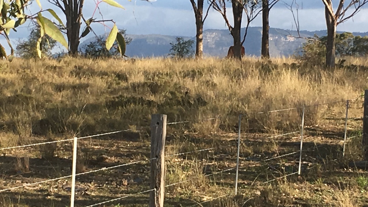 Photo of Outdoor in Pokolbin