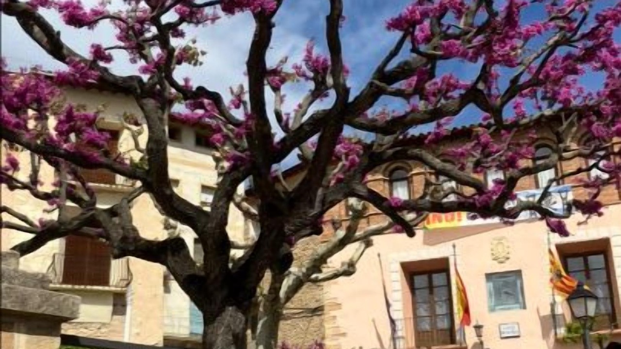 Photo of Outdoor in Bellestar