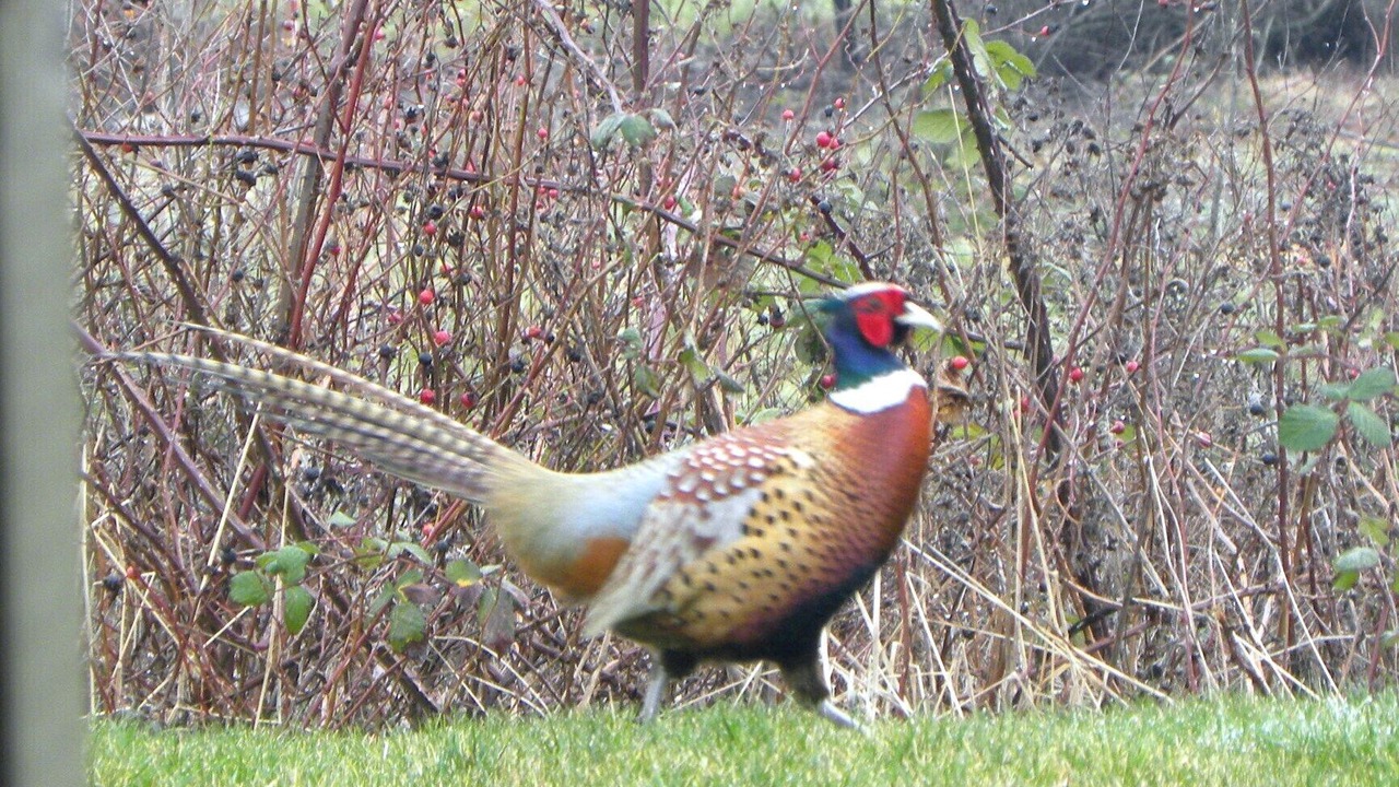 Photo of Others in Oak Harbor