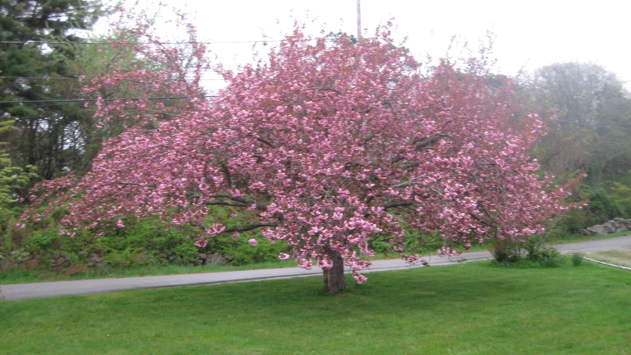 Photo of Others in Cummaquid