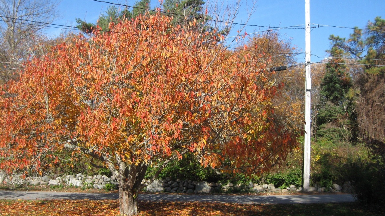 Photo of Others in Cummaquid