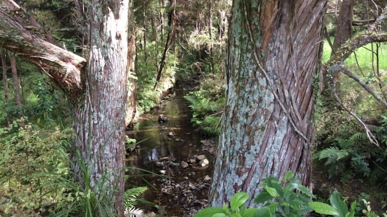 Photo of Others in Matapouri