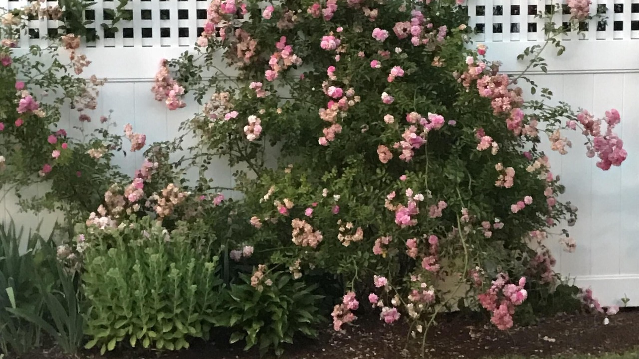 Photo of Outdoor in Edgartown