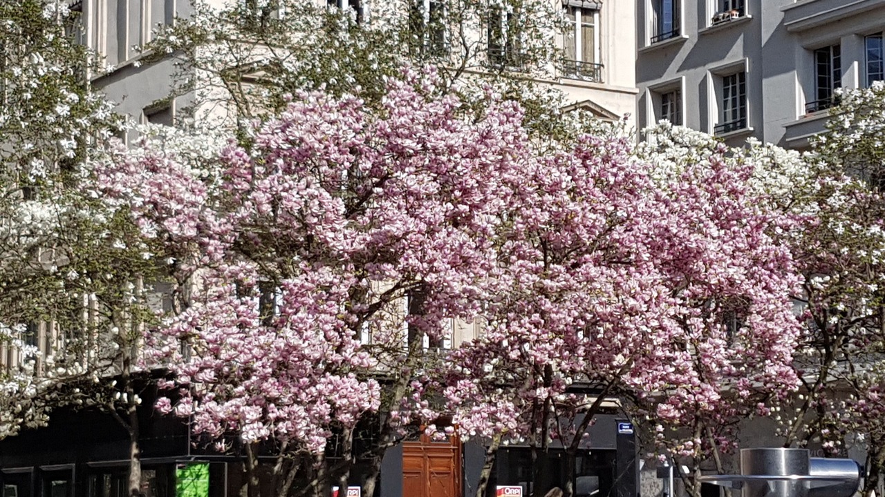 Photo of Outdoor in Bellecour - Hotel Dieu