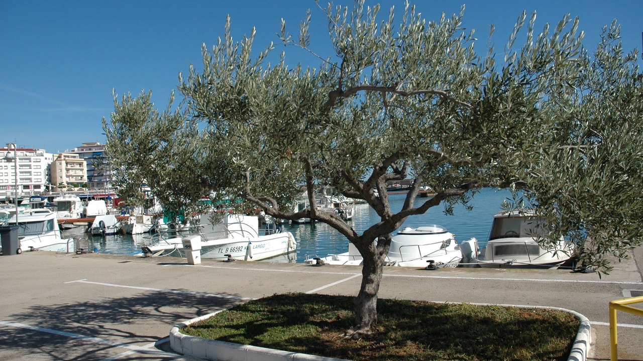 Photo of Others in L'Ampolla