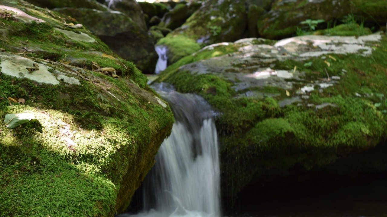 Photo of Others in Chestnut Springs