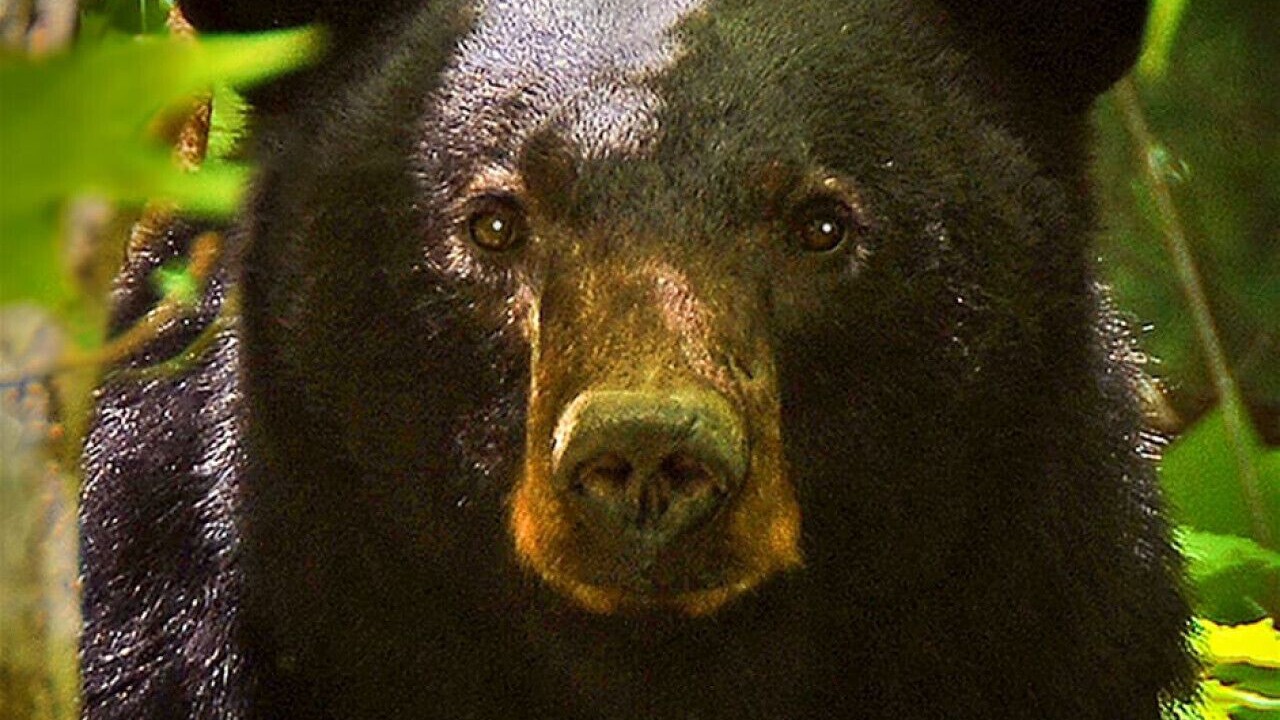 Photo of Others in Sevierville