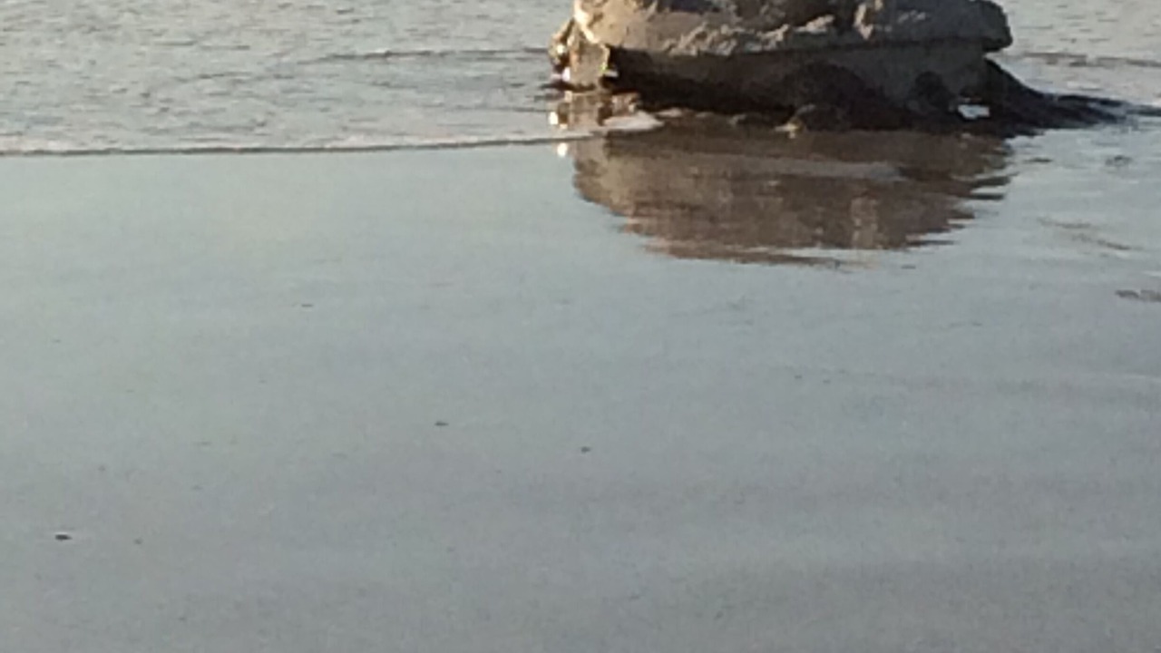Photo of Others in St. Augustine Beach