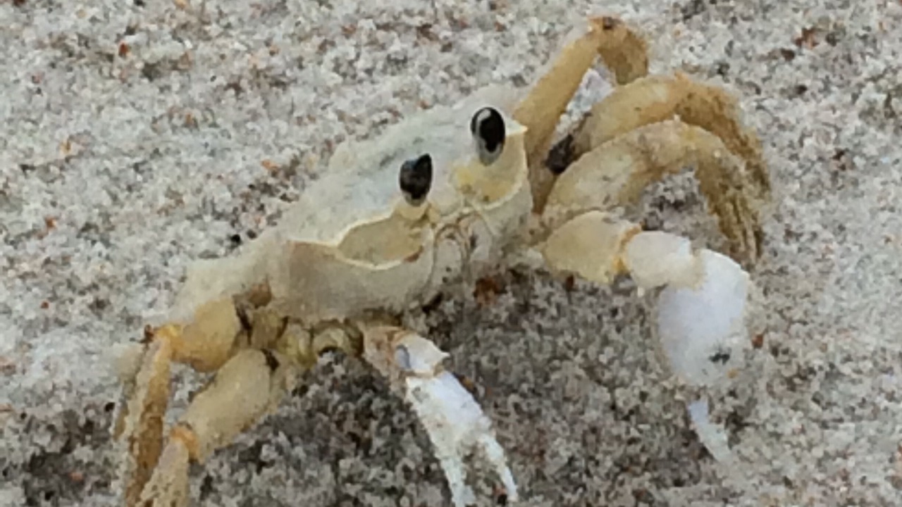 Photo of Others in St. Augustine Beach