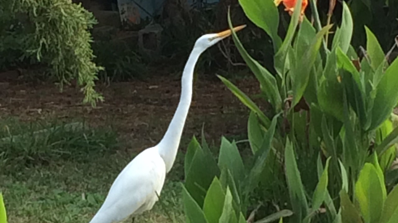 Photo of Outdoor in St. Augustine Beach