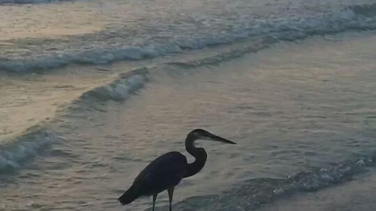 Photo of Others in Indian Shores