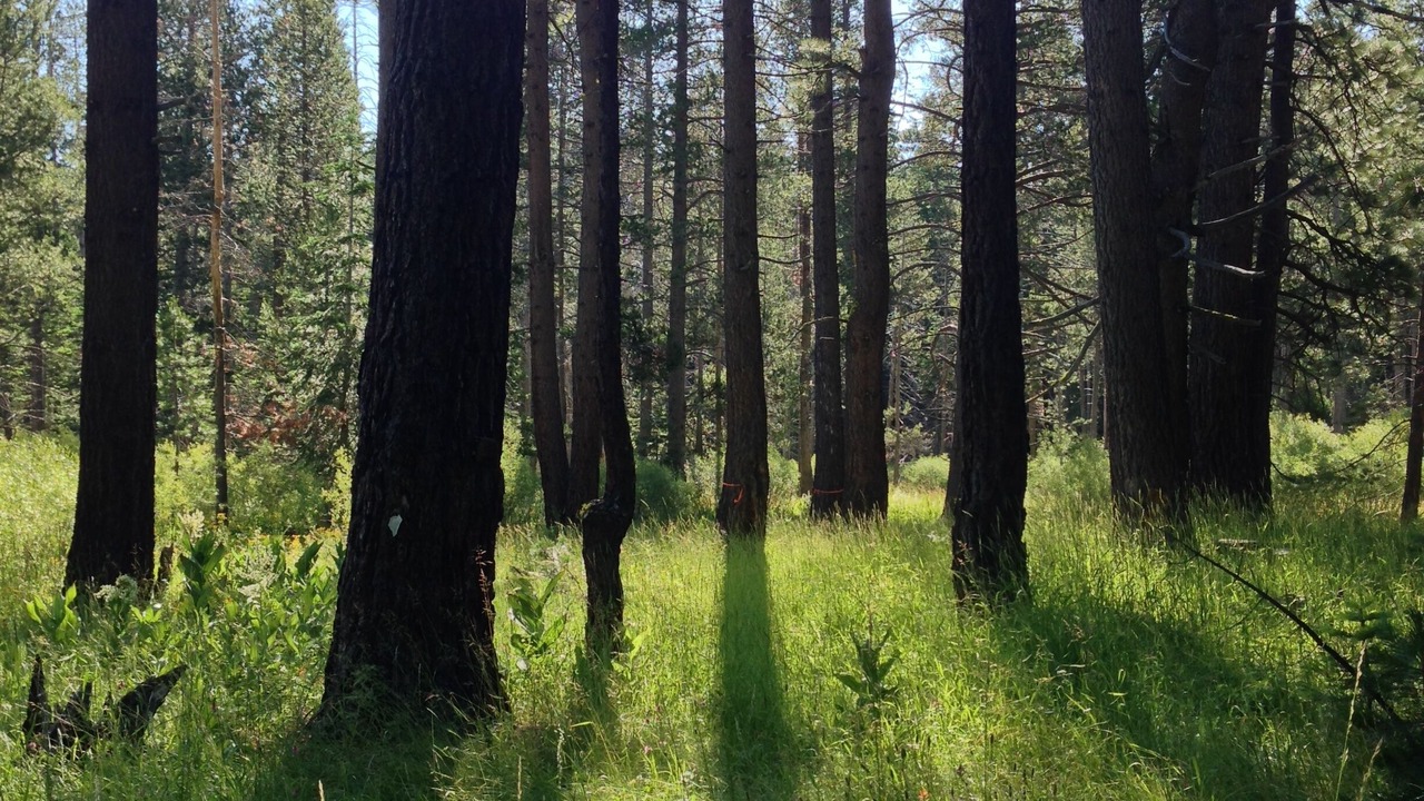 Photo of Others in Truckee