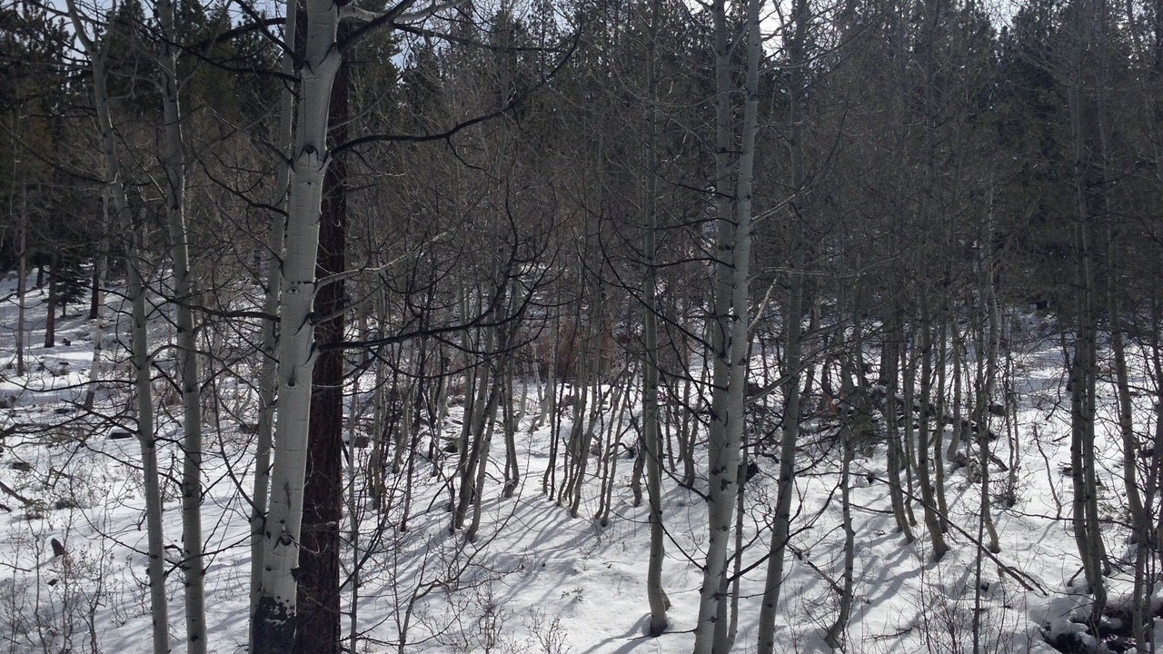 Photo of Others in Truckee