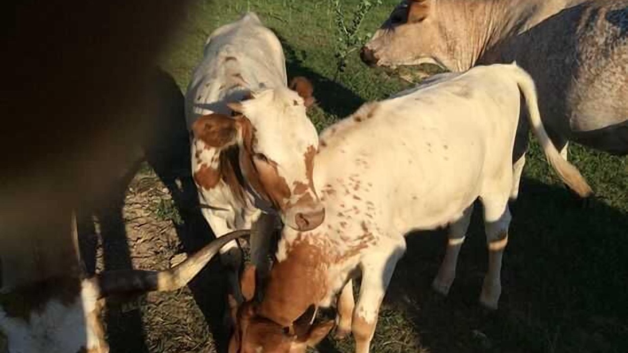 Photo of Others in Bandera