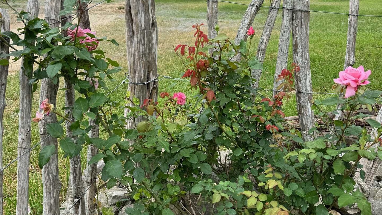 Photo of Outdoor in Bandera