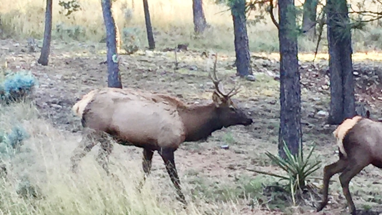 Photo of Outdoor in Ruidoso