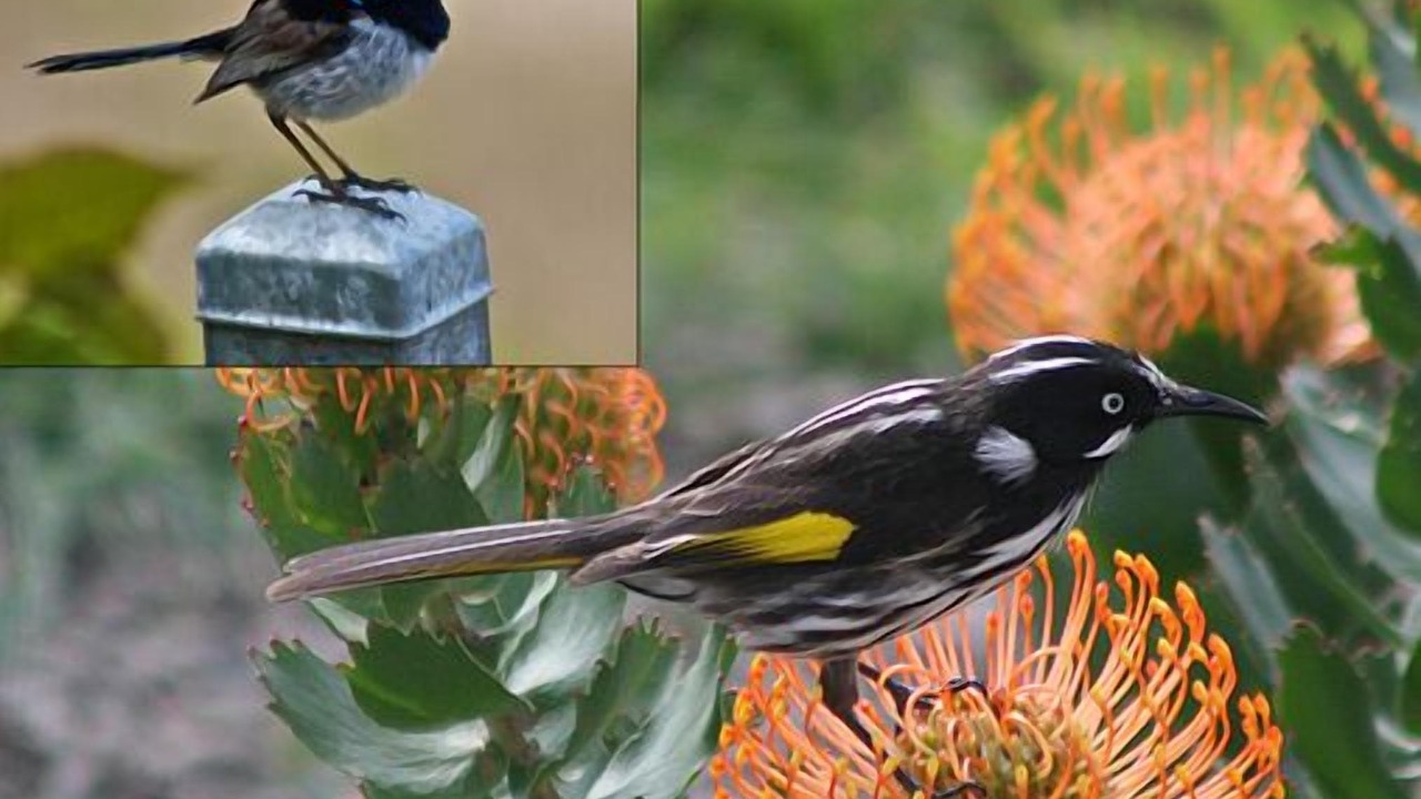 Photo of Outdoor in Emu Bay