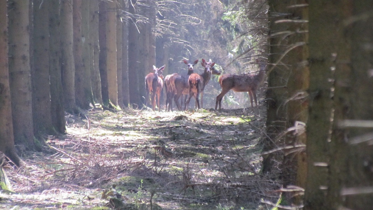 Photo of Others in Vireux-Wallerand