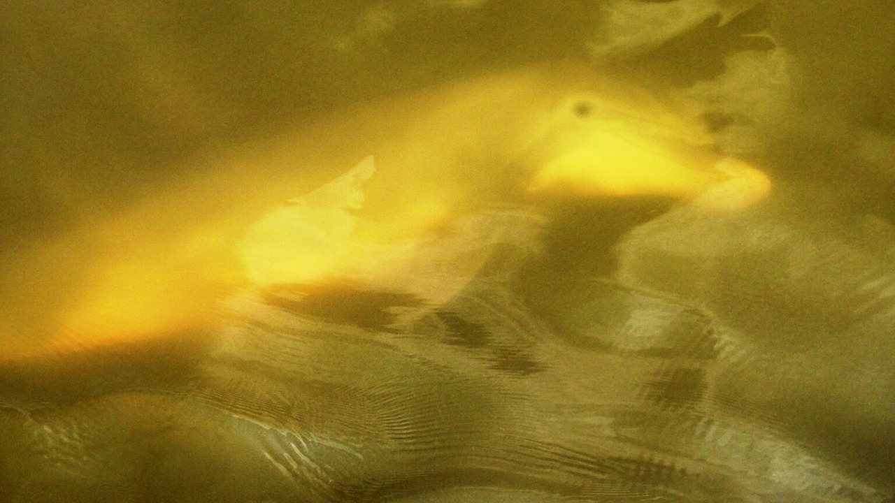 Photo of Others in Pine Harbor